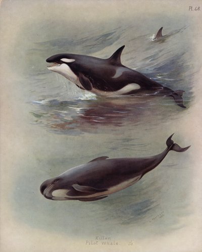 Killer, Pilot Whale by Archibald Thorburn